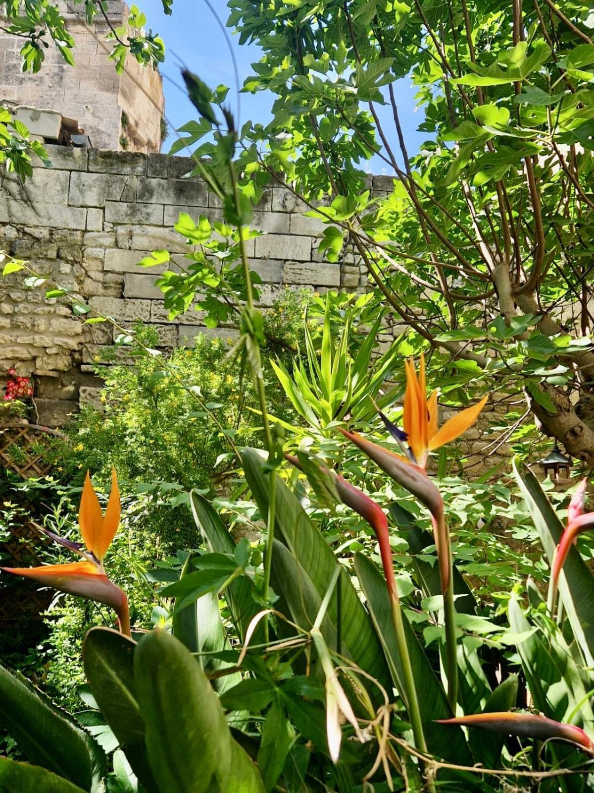 Apartament Capucines, Un Jardin Secret Dans Le Centre Historique Arles Zewnętrze zdjęcie